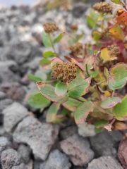 Spiraea beauverdiana