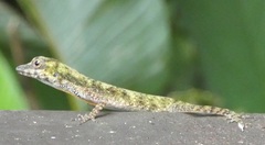 Anolis carpenteri