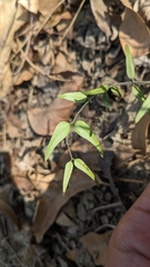 Jasminum nervosum