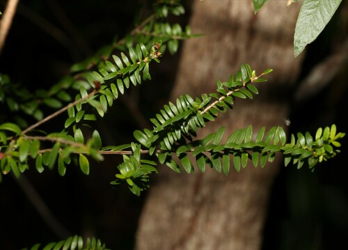 Image of Sannantha pluriflora by (c) Greg Tasney, some rights reserved (CC BY-SA)