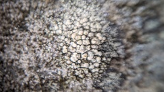 Lecanora polytropa