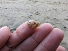 Pilosabia trigona