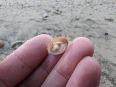 Pilosabia trigona