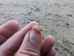 Pilosabia trigona