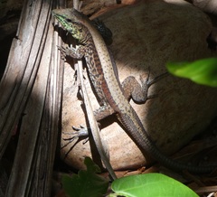 Holcosus quadrilineatus