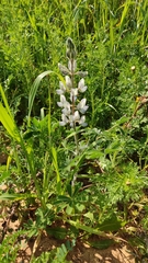Lupinus palaestinus