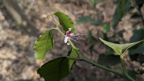 Capparis micracantha (Capparis micracantha)