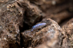 Lepidocyrtus lignorum