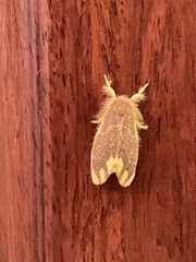 Orvasca subnotata