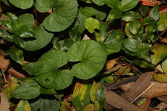 Dichondra repens