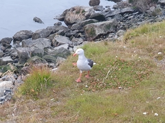 Leucophaeus scoresbii