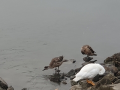 Lophonetta specularioides