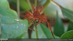 Heteropoda pingtungensis