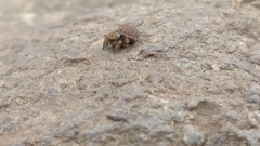 Salticidae