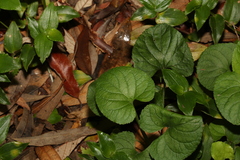 Dichondra repens