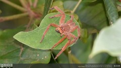 Heteropoda pingtungensis