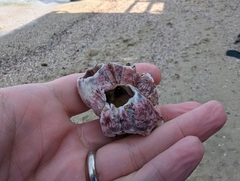 Megabalanus tintinnabulum