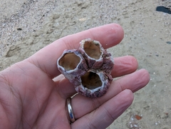 Megabalanus tintinnabulum