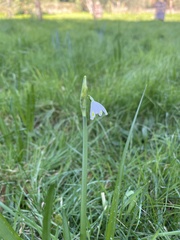 Leucojum