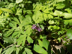 Corydalis intermedia