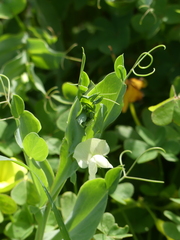 Lathyrus ochrus