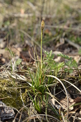 Carex caryophyllea