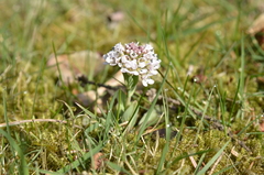 Noccaea caerulescens