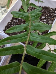 Pteridaceae