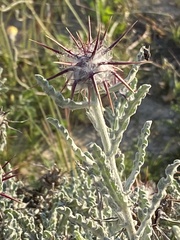 Centaurea aegyptiaca