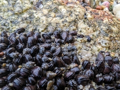 Echinolittorina aspera