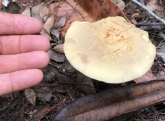 Phylloporus