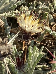 Centaurea aegyptiaca