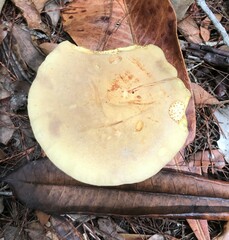 Phylloporus