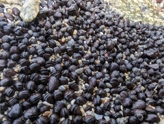 Echinolittorina aspera