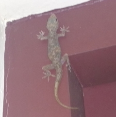 Hemidactylus flaviviridis