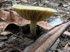 Phylloporus