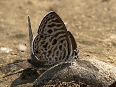 Leptotes plinius