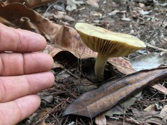 Phylloporus