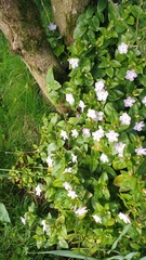 Vinca difformis