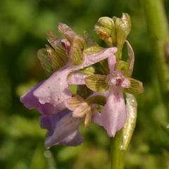 Anacamptis