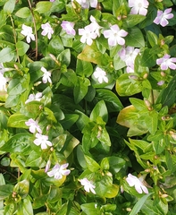Vinca difformis