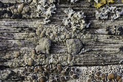 Lecanora conizaeoides