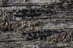 Lecanora conizaeoides