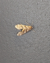 Hygraula nitens