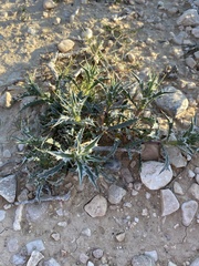 Centaurea aegyptiaca