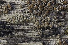 Lecanora conizaeoides