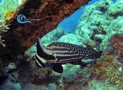 Eques punctatus