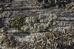 Lecanora conizaeoides