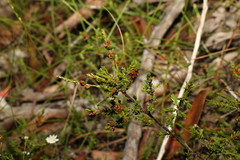 Micromyrtus ciliata