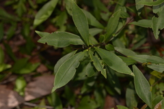 Tristaniopsis collina